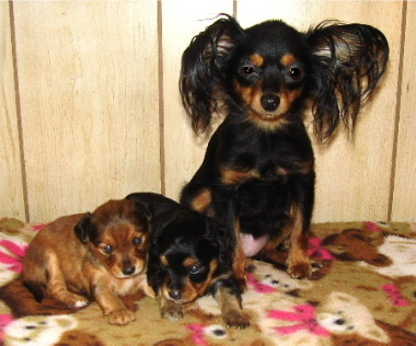 Evangers Dog Food Store Locator Evangers Dog Food Store Locator